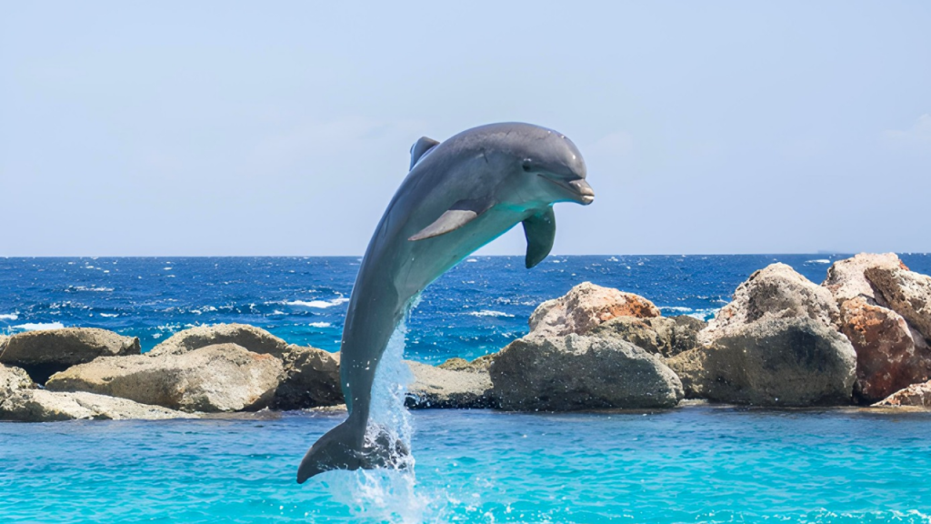 Dolphin Cove Tour