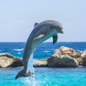 Dolphin Cove Tour